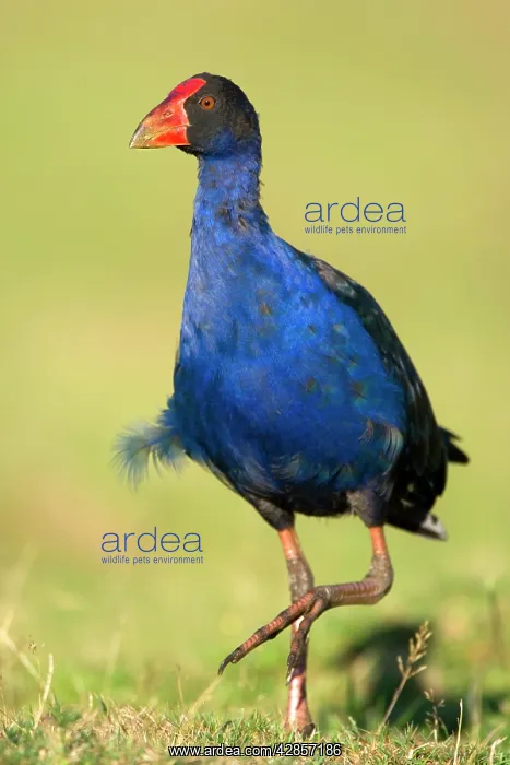 : Swamphen - strolling over a meadow : Swamphen - strolling over a meadow