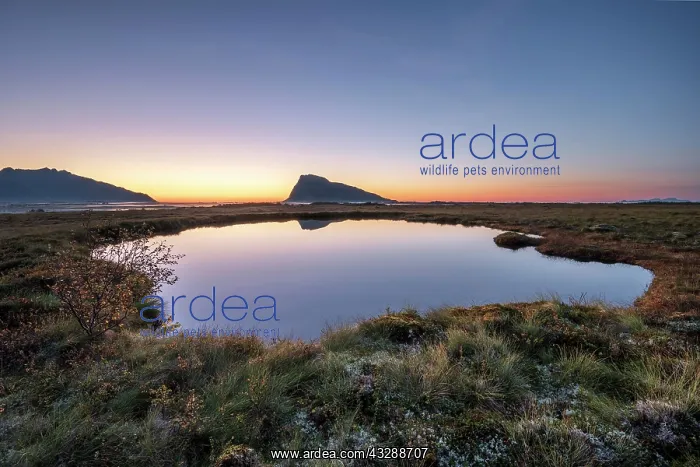 : Swampland, dusk is reflected in a small round lake : Swampland, dusk is reflected in a small round lake