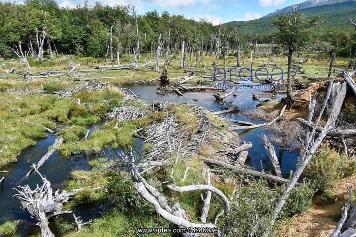 : Swampland in Tierra del Fuego National Park, Tierra : Swampland in Tierra del Fuego National Park, Tierra