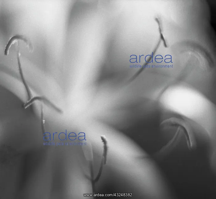 : SwampLily, Crinum americanum : SwampLily, Crinum americanum
