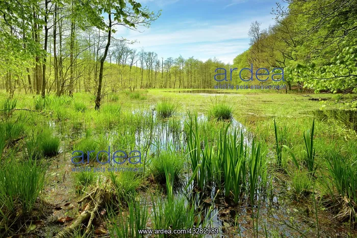 : Swampy moor lake in spring, Jasmund National Park : Swampy moor lake in spring, Jasmund National Park