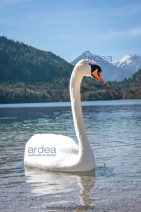 : Swan on Alpsee with alpine panorama, Schwangau : Swan on Alpsee with alpine panorama, Schwangau