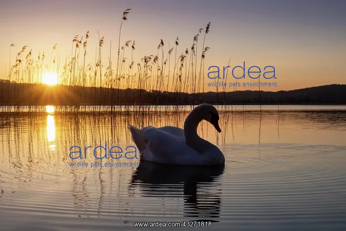 : Swan (Cygnus olor), sunset, reeds, Kochel am See : Swan (Cygnus olor), sunset, reeds, Kochel am See