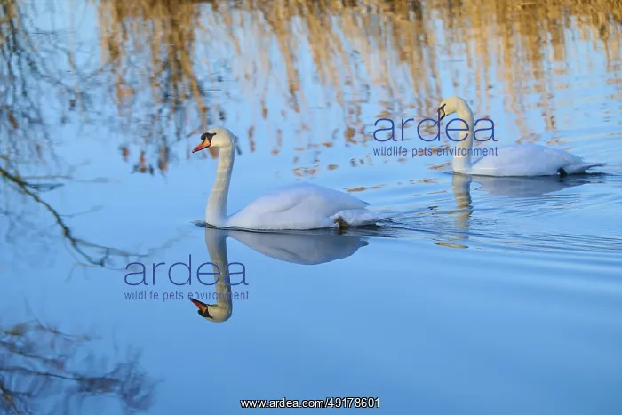 : Swan (Cygnus olor), two swans swimming gracefully through a clear lake surrounded by reeds : Swan (Cygnus olor), two swans swimming gracefully through a clear lake surrounded by reeds