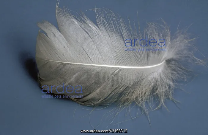: Swan Down Feather : Swan Down Feather