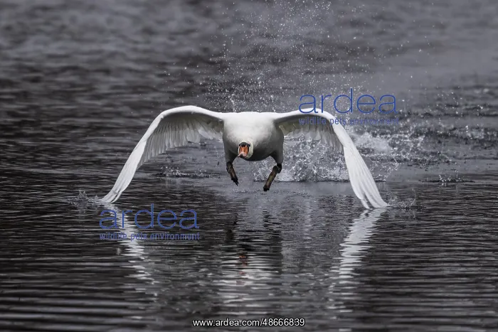 : Swan flying with spread wings just above calm water, Mute : Swan flying with spread wings just above calm water, Mute