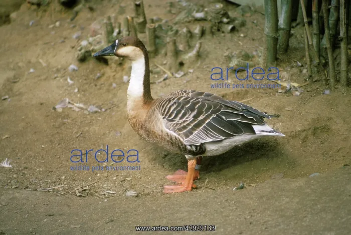  : Swan GOOSE