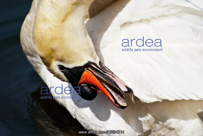 : Swan Grooming : Swan Grooming