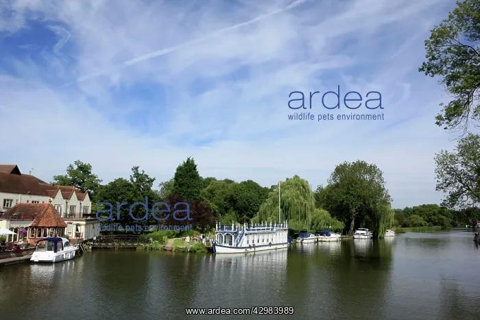 : The Swan Hotel and River Thames : The Swan Hotel and River Thames