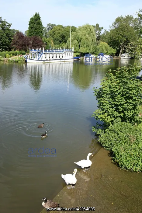 : The Swan Hotel and River Thames : The Swan Hotel and River Thames