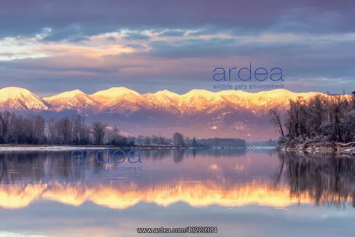 : Swan Mountains reflect into the Flathead : Swan Mountains reflect into the Flathead
