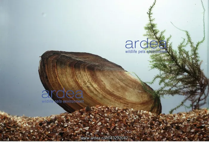 : SWAN MUSSEL : SWAN MUSSEL