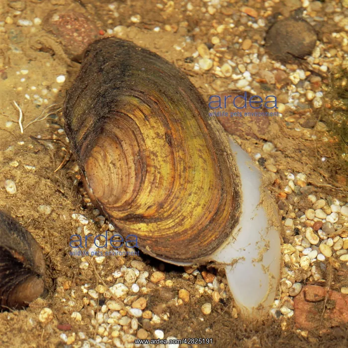 : Swan MUSSEL - moving, with muscular foot extended : Swan MUSSEL - moving, with muscular foot extended