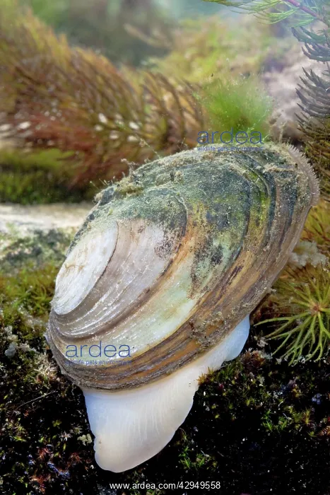  : Swan mussel - Photographed underwater showing foot