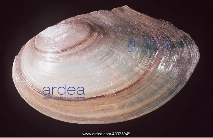  : Swan Mussel Shell - Seasonal growth lines