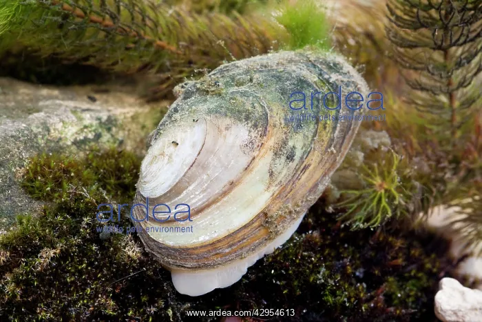 : Swan Mussel - showing foot emerging from shell : Swan Mussel - showing foot emerging from shell