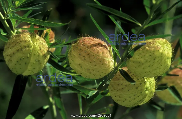 : Swan Plant / Balloon Flower - inflated globose : Swan Plant / Balloon Flower - inflated globose