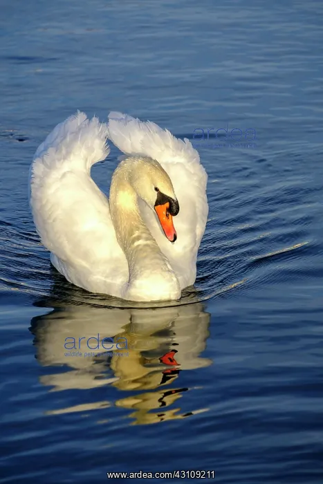 : Swan, swans, Mute swans (cygnus olor) at Nymphenburg : Swan, swans, Mute swans (cygnus olor) at Nymphenburg