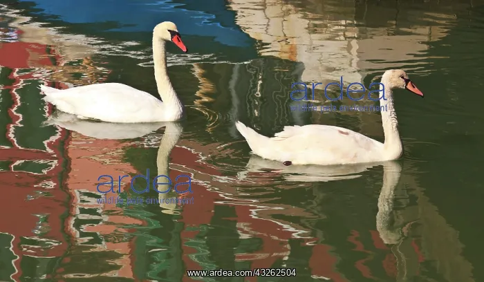 : Swans in canal, Burano Island, Lagoon Tour : Swans in canal, Burano Island, Lagoon Tour