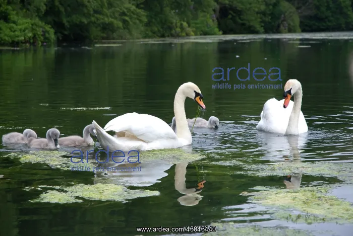  : Swans and cygnets eating weeds in lake