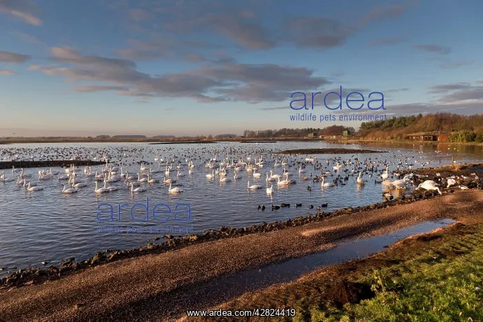 : Swans - with ducks and geese : Swans - with ducks and geese