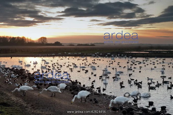 : Swans - with ducks and geese : Swans - with ducks and geese