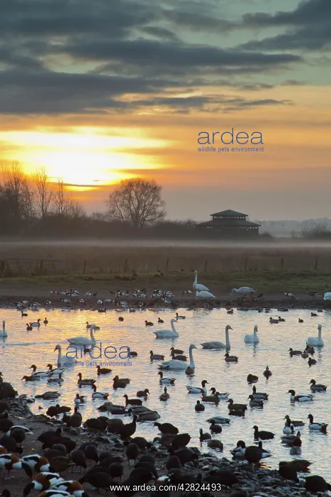 : Swans - with ducks and geese : Swans - with ducks and geese