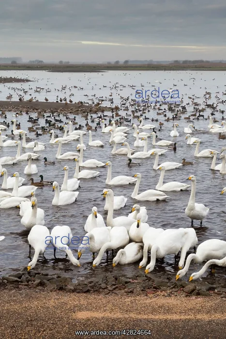 : Swans - feeding - with ducks and geese : Swans - feeding - with ducks and geese