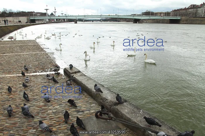 : Swans and pigeons on the Rhone - Lyon France : Swans and pigeons on the Rhone - Lyon France