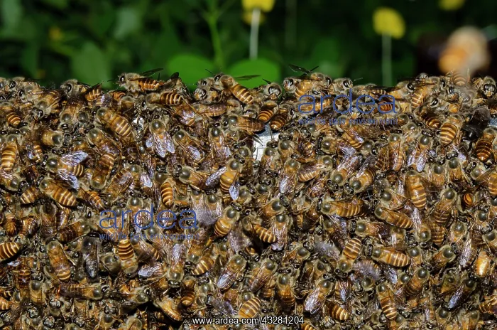 : Swarm of Bees - Klungkung, Bali, Indonesia : Swarm of Bees - Klungkung, Bali, Indonesia