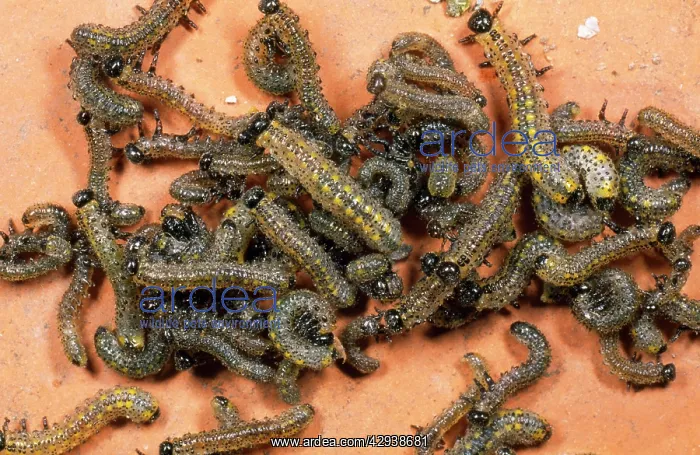 : Swarm of Berberis SAWFLY larvae : Swarm of Berberis SAWFLY larvae