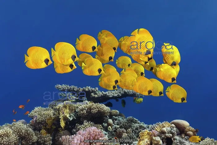 : Swarm Bluecheek butterflyfishes (Chaetodon semilarvatus) : Swarm Bluecheek butterflyfishes (Chaetodon semilarvatus)