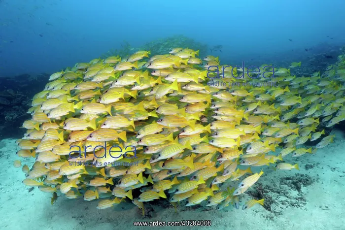 : Swarm of fish Bluestripe snapper (Lutjanus kasmira) : Swarm of fish Bluestripe snapper (Lutjanus kasmira)