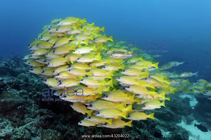 : Swarm of fish Bluestripe snapper (Lutjanus kasmira) : Swarm of fish Bluestripe snapper (Lutjanus kasmira)