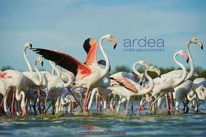 : Swarm of Greater flamingos (Phoenicopterus roseus) : Swarm of Greater flamingos (Phoenicopterus roseus)