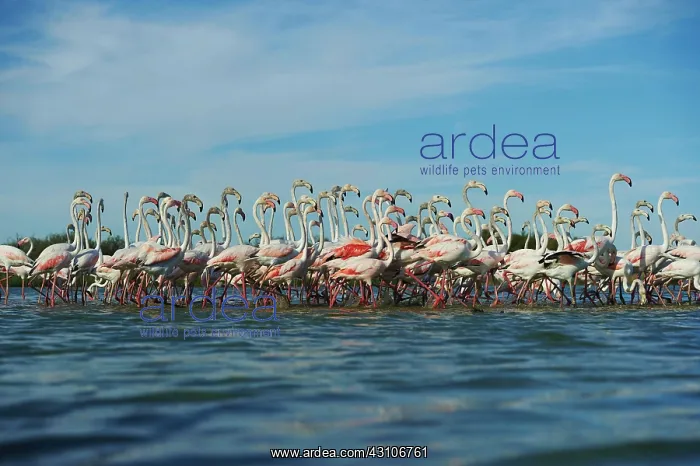 : Swarm of Greater flamingos (Phoenicopterus roseus) : Swarm of Greater flamingos (Phoenicopterus roseus)