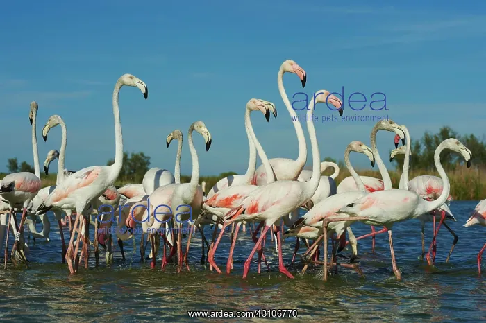 : Swarm of Greater flamingos (Phoenicopterus roseus) : Swarm of Greater flamingos (Phoenicopterus roseus)