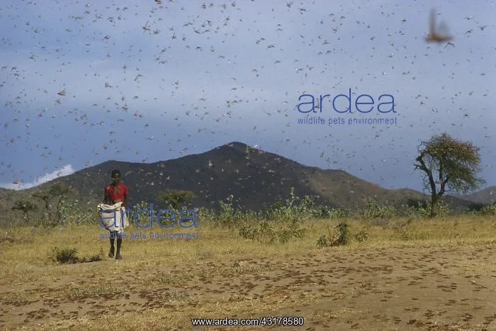 : Swarm of Locusts : Swarm of Locusts