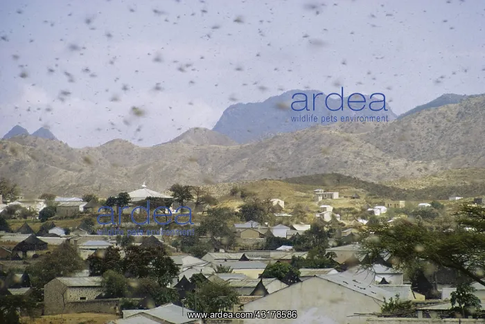 : Swarm of Locusts : Swarm of Locusts