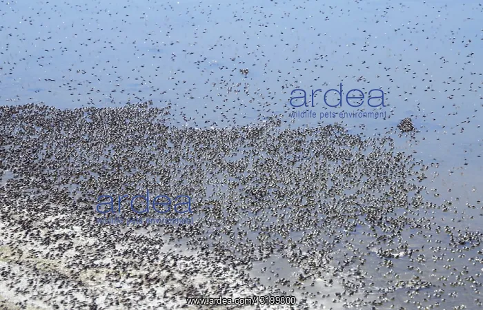 : Swarm of Midges : Swarm of Midges