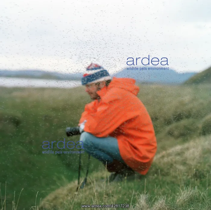 : Swarm of MIDGES - Around a person : Swarm of MIDGES - Around a person