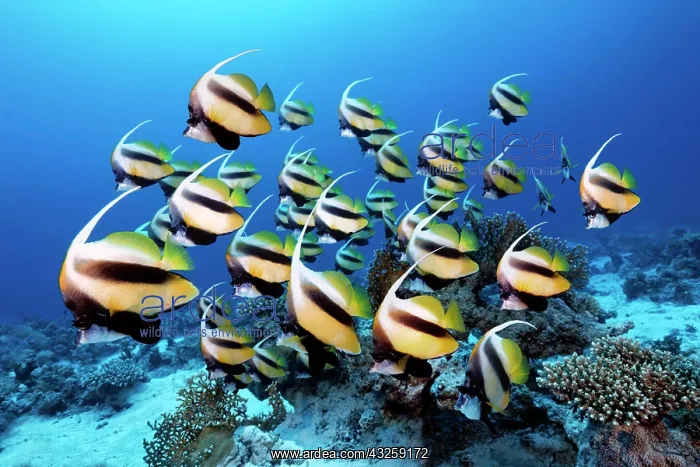 : Swarm Red Sea bannerfish (Heniochus intermedius) : Swarm Red Sea bannerfish (Heniochus intermedius)