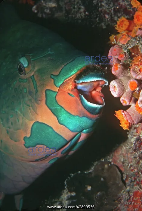 : Swarthy Parrotfish - about to bite into a coral : Swarthy Parrotfish - about to bite into a coral