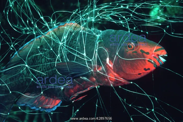 : Swathy parrotfish - Female tangled in net : Swathy parrotfish - Female tangled in net
