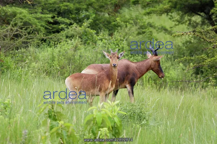 : Swayne's Hartebeest : Swayne's Hartebeest