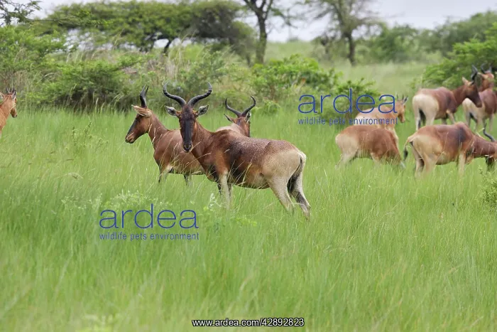 : Swayne's Hartebeest : Swayne's Hartebeest