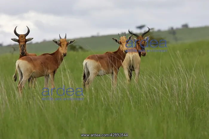 : Swayne's Hartebeest : Swayne's Hartebeest