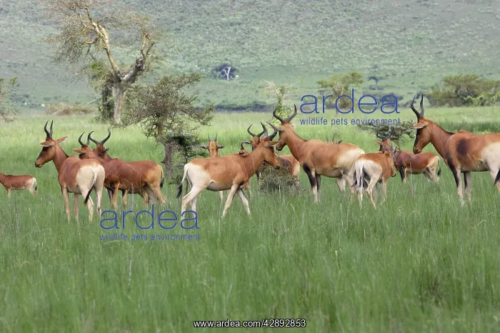 : Swayne's Hartebeest : Swayne's Hartebeest