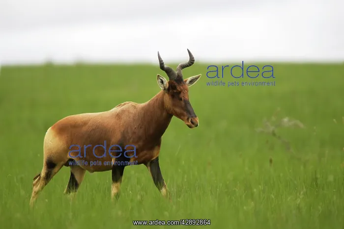 : Swayne's Hartebeest : Swayne's Hartebeest