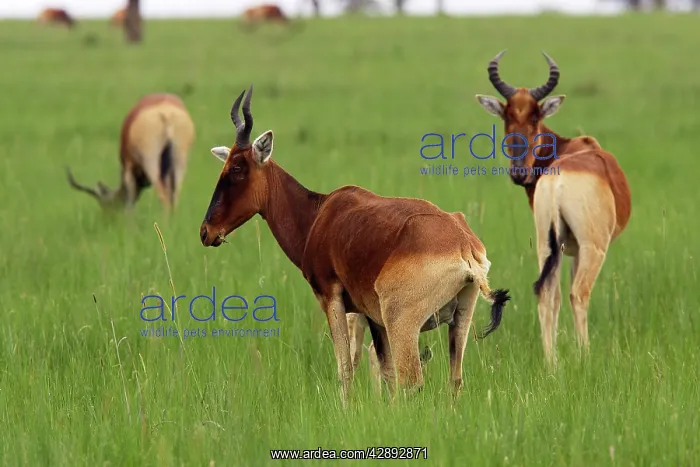 : Swayne's Hartebeest : Swayne's Hartebeest